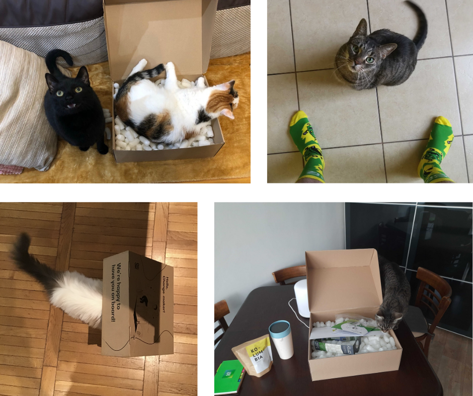 cats enjoy welcome packs from DO OK